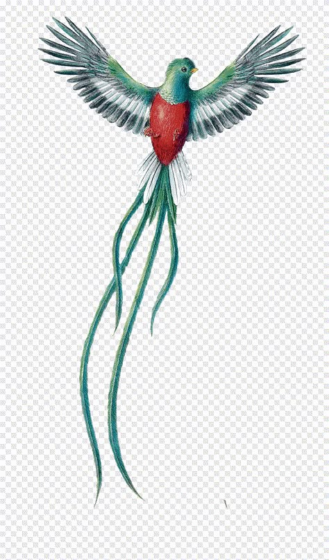 Guatemalan Bird Tattoo, Guatemalan Quetzal Art, Quetzal Bird Drawing, Resplendent Quetzal Tattoo, Quetzal Tattoo Guatemalan, Quetzal Drawing, Bird Flying Drawing, Quetzal Art, Quetzal Tattoo