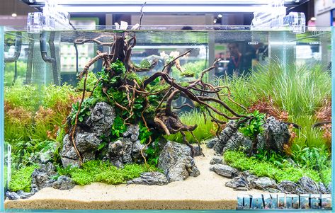 Terrarium Tank, Fish Aquarium Decorations, Fish Tank Themes, Aquarium Set, Aquascape Design, Nano Aquarium, Shrimp Tank, Aquarium Landscape, Aquarium Ideas