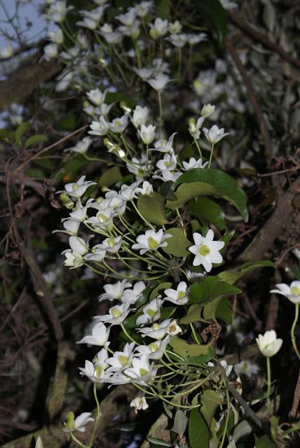 Trees For Canterbury: Clematis paniculata, puawhananga or bush clematis ... Clematis Paniculata, Kings Island, Three Kings, Plant Pictures, North South, Canterbury, Clematis, Native Plants, Trees