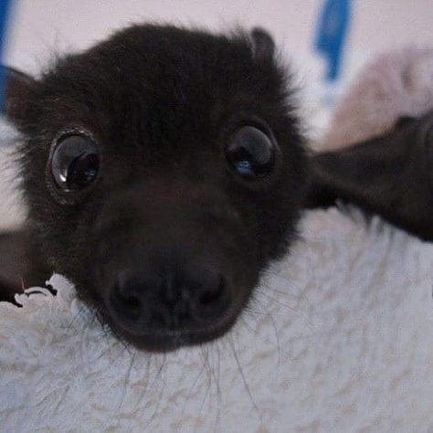 17 Photos Of Bats That Prove They’re Adorable AF Black, Big Eyes, A Black, Close Up, Bat, A Small, Black And White, White