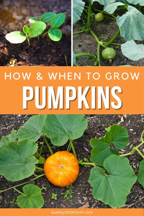 Upcycling, Fall Harvest Plants, Fall Harvest Garden, Plants To Grow In The Fall, Mini Pumpkin Patch Garden, Small Backyard Pumpkin Patch, Raised Bed Pumpkin Patch, Pumpkin Garden Bed, How To Grow Mini Pumpkins