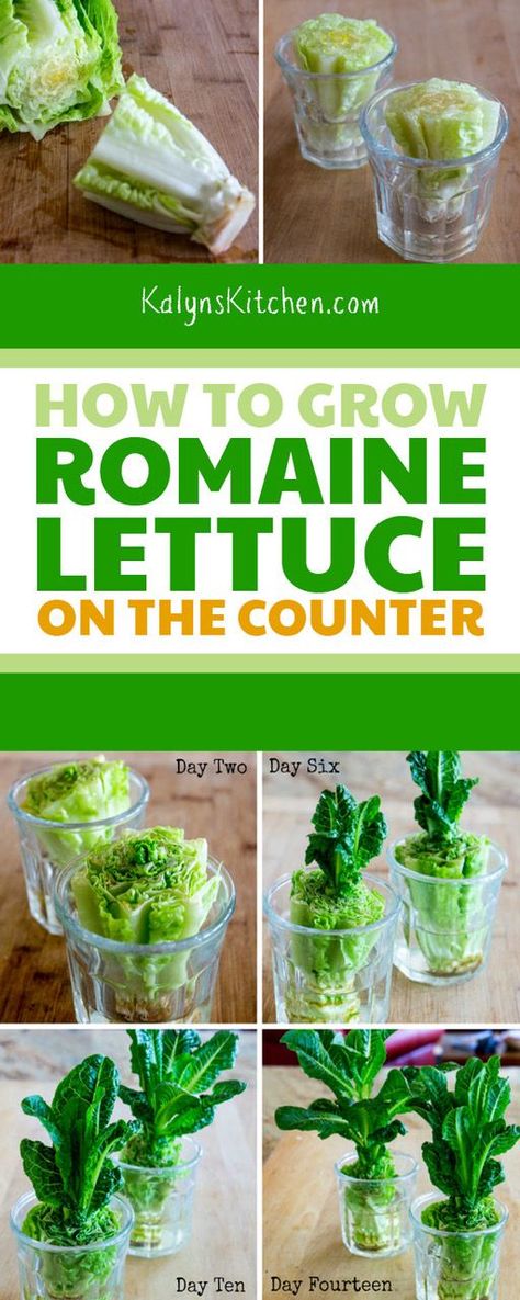 Romaine Lettuce Benefits, Grow Romaine Lettuce Scrap, Romaine Lettuce Growing, Green Onions Growing, Grilled Romaine Salad, Lettuce Recipes, Regrow Vegetables, Growing Lettuce, Garden Growing