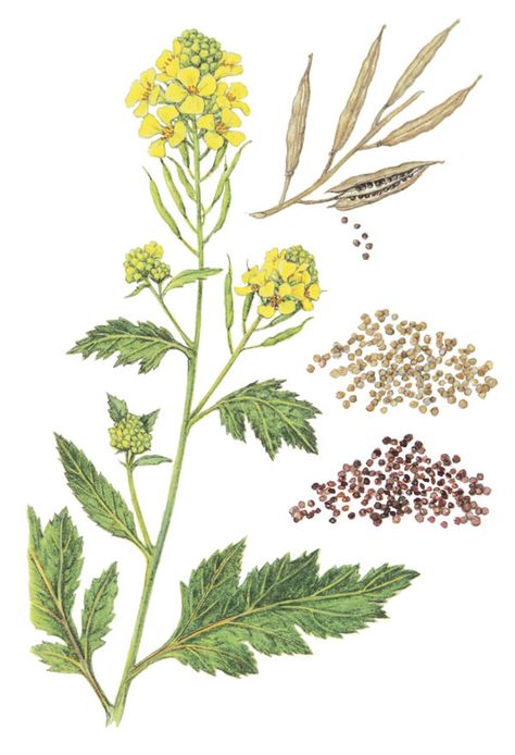 How to Grow Mustard - FineGardening Mandalas, Mustard Seed Plant, Seed Illustration, Plants Tattoo, Mustard Plant, Mustard Flowers, Trendy Plants, Plant Tattoo, Fine Gardening