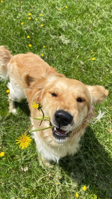 Golden Retriever On Farm, Dog Pictures Golden Retriever, Negative Reinforcement, Golden Retriever Wallpaper, Perros Golden Retriever, Kitten Training, Therapy Dog Training, Golden Retriever Funny, Daisy Dog