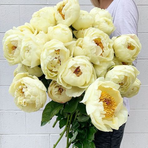 Amborella Floral on Instagram: “Lemon Chiffon Peonies 🍋” Lemon Chiffon Peony, Naomi Core, Peonies Wedding Table, Peonies Yellow, Garden Peonies, Yellow Bridal Bouquets, Yellow Peony, 21 Bday, Yellow Peonies