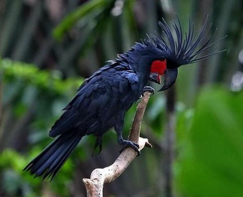 Palm Cockatoo, Amazon Birds, Australian Parrots, Rare Birds, Australian Birds, Parrot Bird, All Birds, Pretty Birds, Animals Of The World