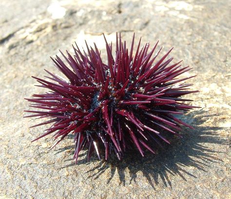 Urchins with Spiny Umbrellas Majestic Sea Flap Flap, Funny Animal Names, Uni Sea Urchin, Best Cat Gifs, Animal Names, Tidal Pool, Sea Urchins, Sea Urchin, Marine Animals