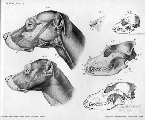 Doberman anatomy Canine Anatomy, Dog Skull, Head Anatomy, Dog Anatomy, Dog Skeleton, Animal Reference, Animal Anatomy, Human Figure Drawing, 강아지 그림