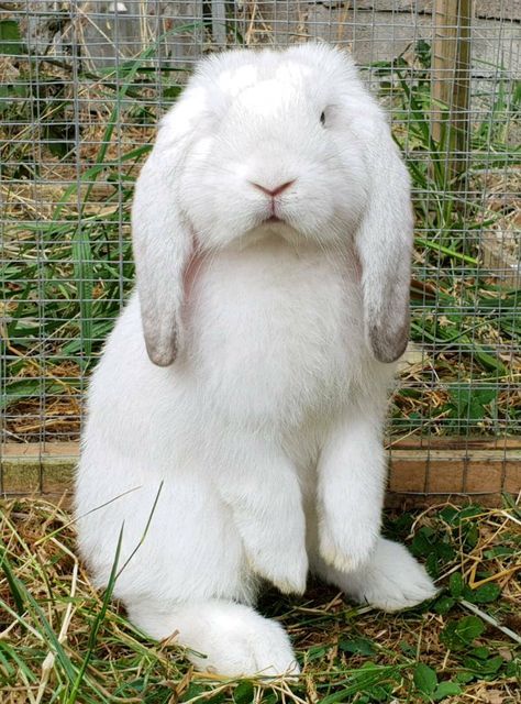 French Lop Bunny, French Lop Rabbit, French Lop, Lop Bunnies, Holland Lop Bunnies, Mom Lifestyle, Romanticising Life, Bunny Mom, Holland Lop