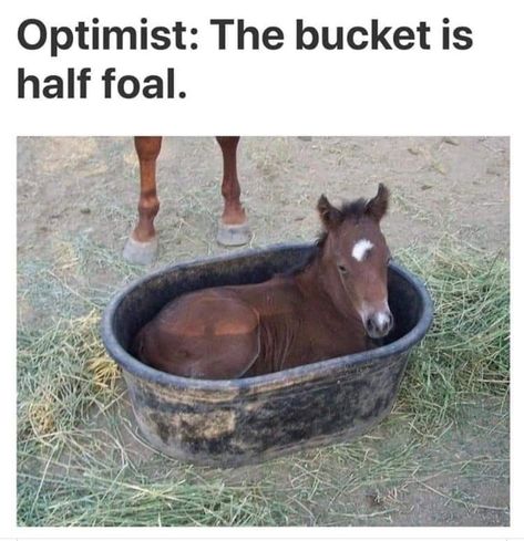 Equestrian Memes, Funny Horse Memes, Horse Meme, Horse Quotes Funny, Funny Horse Videos, Funny Horse Pictures, Horse Jokes, Horse Riding Quotes, Funny Horses