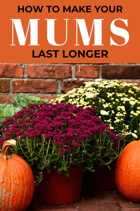 How do you take care of your mum flowers? How do you make sure your fall front porch is looking great all season long and your mum pots stay healthy? Here are 4 tips for making your fall flowers last even longer! #mums #fallgarden #fallflowers Mums Landscaping, Mums Front Porch, Fall Mums Porch, How To Make Mums, Mum Planters, Fall Flower Pots, Mum Flowers, Potted Mums, Mums In Pumpkins