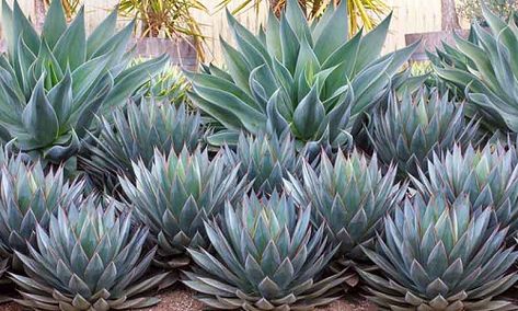 Plant Combination Ideas - Plant Family Agaves Agave Blue Glow, Succulent Landscape Design, Waterwise Garden, Planting Design, Succulent Landscaping, Mediterranean Plants, Blue Glow, Modern Landscape Design, Coastal Gardens