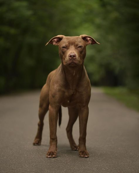 american pitbull terrier | pitbulls | cute pitbull puppies | pitbull puppy | The American Pit Bull Terrier is a companion and family dog breed. The breed evolved into all-around farm dogs, and later moved into the house to become “nanny dogs” because they were so gentle around children. Even though these are purebred dogs, you may find them in the care of shelters or rescue groups. Remember to adopt! Don’t shop if you want to bring a dog home Dog Therian, Dream Bored, Cute Pitbull Puppies, British Bull Terrier, Family Dogs Breeds, Pitbull Dog Breed, Heavenly Creatures, Puppies Pitbull, American Bull