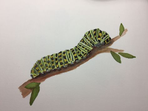 Watercolor, caterpillar, Amy Pinker Art. Catipillar Drawing, Catapiller Drawing, Watercolor Caterpillar, Catapillar Tattoos, Caterpillar Painting, Caterpillar Drawing, Zine Project, Caterpillar Art, Monarch Butterfly Garden