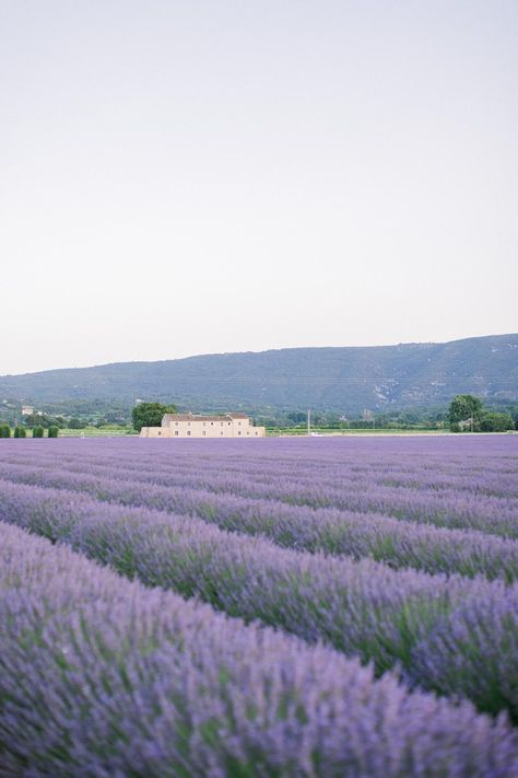 Read More: https://www.stylemepretty.com/2021/12/29/effortless-elegance-wedding-inspiration-in-provence-amongst-the-lavender-fields/ Lavender Field Aesthetic, Lavender Moodboard, Moodboard Images, Provence Lavender, Elegance Wedding, Lavender Aesthetic, Lavender Honey, Lavender Field, Lavender Farm