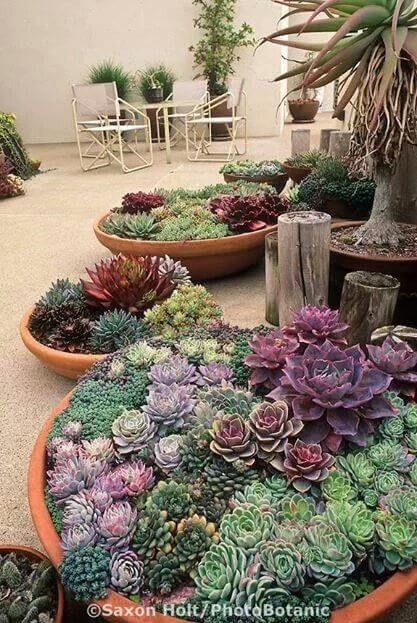 Cactus & Succulent Bowls Succulent Garden Outdoor, Succulent Garden Landscape, Succulent Bowls, Succulent Landscape Design, Succulent Garden Design, Succulent Landscaping, Succulent Garden Diy, Colorful Succulents, Growing Succulents