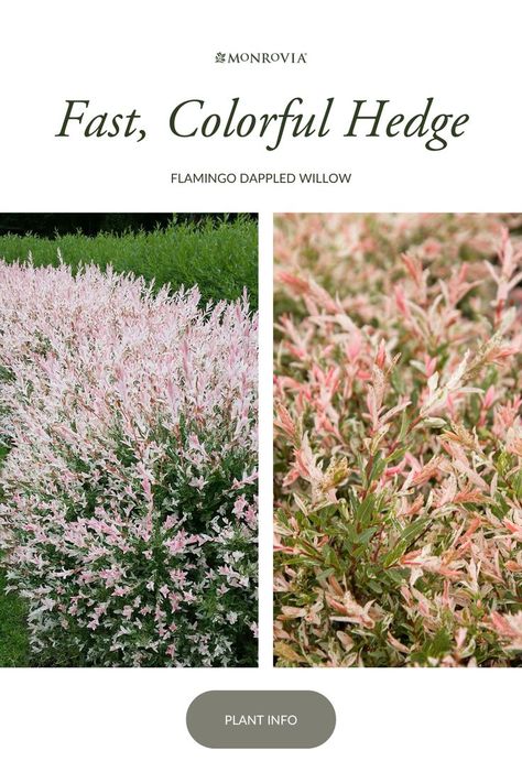 Flamingo Dappled Willow, Lilac Plant, Fast Growing Shrubs, Yellow Spring Flowers, Landscaping With Roses, Willow Garden, Twig Dogwood, Dappled Willow, Blooming Plants