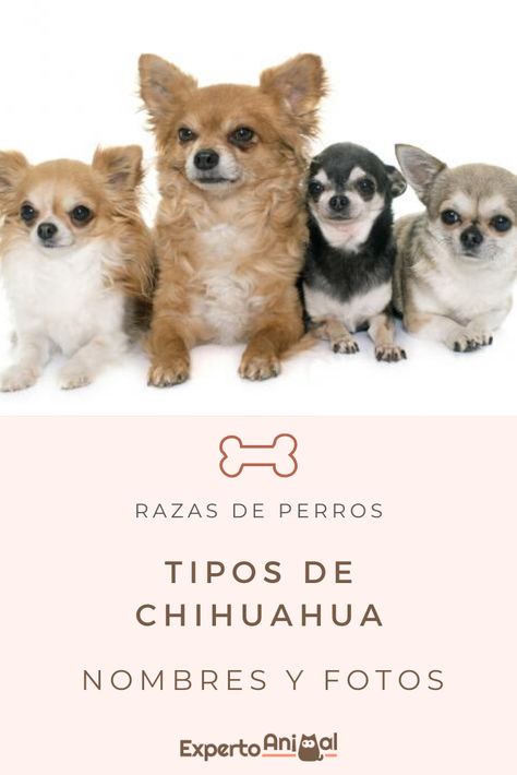 ¿Sabrías decir cuántos tipos de chihuahuas existen? En ExpertoAnimal, ¡te lo contamos! #chihuahua #chihuahuas #perros #perro #animales #animallover #dogs #expertoanimal Chiwawa Chihuahuas, Chihuahua Drawing, Chihuahua Funny, Cute Chihuahua, Chihuahua Dogs, Dog Art, Animals And Pets, Small Dogs, Chihuahua