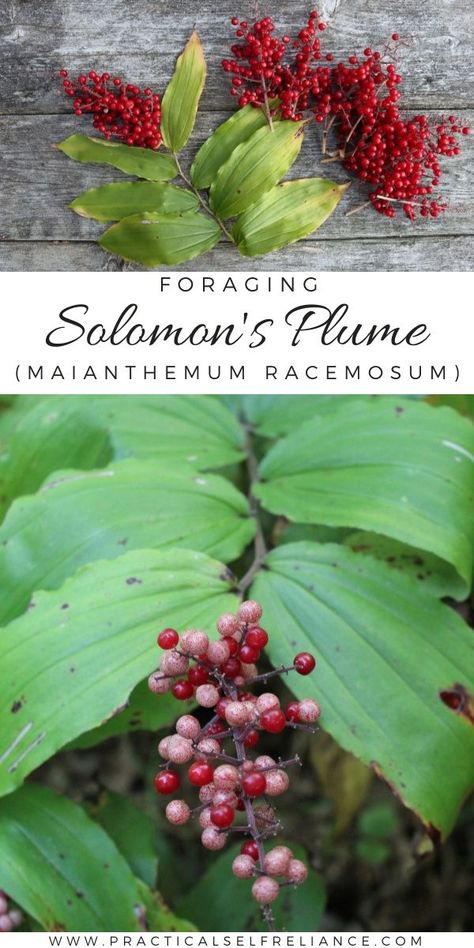 Solomon’s Plume (Maianthemum racemosum), also called False Solomon's Seal is a tasty native edible berry that’s common, easy to forage for, and abundant all across the US, Canada, and into Mexico during later summer and early fall. Foraging For Beginners, Fall Foraging, Fungi Recipe, Foraging Guide, Chicken Of The Woods, Wild Food Foraging, Foraging Recipes, Edible Wild Plants, Foraged Food