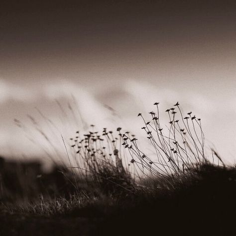 .. Prairie Flowers, Foto Poses, Photo B, White Picture, Cebu, Bw Photo, Andy Warhol, Black & White, Sky Photography