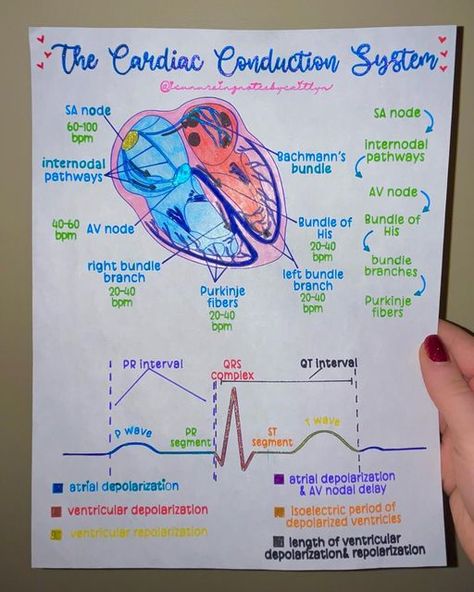 Caitlyn Nichols | BSN, RN, CCRN on Instagram: "The cardiac conduction system made visual 👀🫀🤓" Intrinsic Conduction System Of The Heart, Cardiac Perfusion Technology, Electrical Conduction System Of The Heart, Electrical Conduction Of Heart, Heart Conduction System, Heart Electrical System, Cardiac Anatomy And Physiology, Electrical System Of The Heart, Cardiac Cycle Study Notes