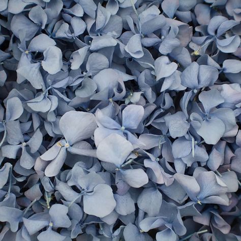 Circus Wedding Theme, Rose Petal Confetti, Blue Hydrangea Wedding, Hydrangea Petals, Circus Wedding, Biodegradable Confetti, Confetti Cones, Dried Hydrangeas, Petal Confetti