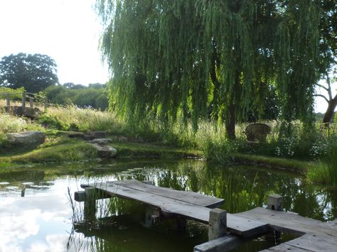 Farm Pond, Natural Swimming Ponds, Swimming Pond, Pond Landscaping, Natural Pond, Pond Design, Garden Pond, Ponds Backyard, Natural Pool