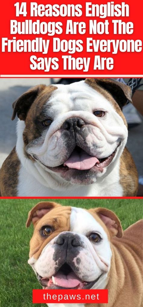 We think English Bulldogs are atrocious animals and not very friendly at all! You don't know the whole truth! Here are 14 reasons why. Brindle English Bulldog, French Bulldog Meme, Bulldog Quotes, English Bulldog Pictures, Bulldog Cake, Teeth Humor, Bulldog Training, Funny Bulldog, Friendly Dogs