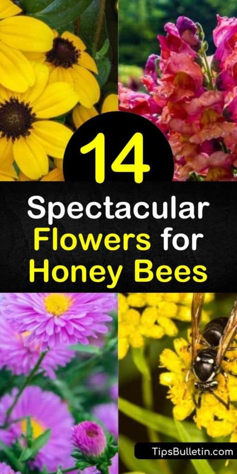 If you want to attract bees, learn how to create a bee garden or become a beekeeper. When creating a garden for bumblebees, honey bees, and other pollinators, use plants like bee balm, coneflower, sedum, and borage. #honeybees #flowersforbees #flowers #bees Best Flowers For Honey Bees, Plants For Bees And Butterflies, Flowers For Bees And Butterflies, Bee Yard Ideas, Flowers For Honey Bees, Honeybee Flowers, Pollinating Plants, Bee Garden Design, Best Flowers For Bees