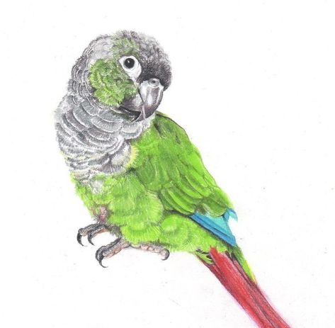 Green Cheek Conure Tattoo, Skittles Tattoo, Green Cheek Conure Drawing, Conure Painting, Colored Pencil Animals, Conure Tattoo, Conure Drawing, Green Cheeked Conure, Bird Painting Diy