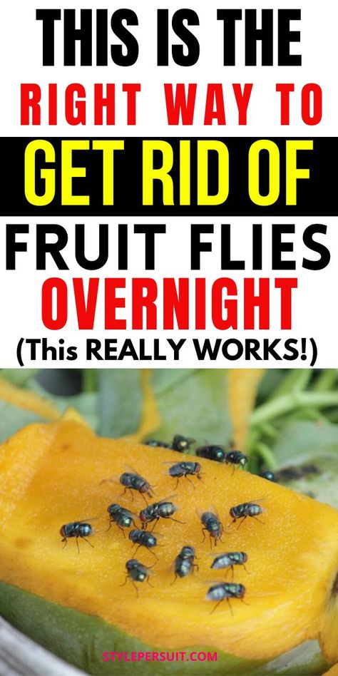 Fruit flies can quickly become a nuisance in your home, especially during warmer months or when fruits and vegetables are left exposed. Fortunately, there are several effective homemade fruit fly traps that you can use to get rid of these pesky insects quickly. Click to discover the 14 of the best DIY fruit fly traps to help you reclaim your space: Fruit Fly Spray Diy, Fruit Fly Spray, Fruit Fly Repellent, Best Fruit Fly Trap, Fly Remedies, How To Repel Flies, Homemade Fruit Fly Trap, Fruit Flies In House, Fruit Fly Trap Diy