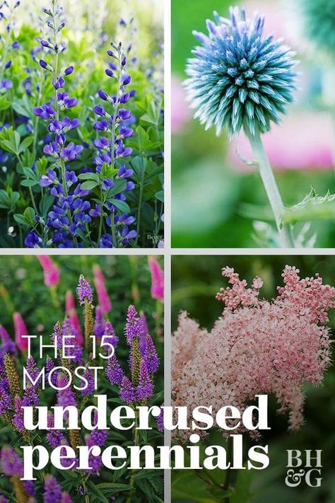 Plants Everywhere, Perennial Garden Plans, Best Perennials, Garden Wallpaper, Cut Flower Garden, Have Inspiration, Flowers Wallpaper, Perennial Garden, Flowers Perennials