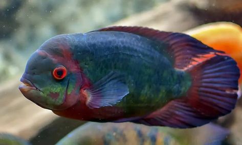 Mbuna Cichlids, African Cichlid Tank, Cichlid Tank, Lake Malawi Cichlids, African Cichlid Aquarium, American Cichlid, South American Cichlids, Cichlid Aquarium, Danger Noodles