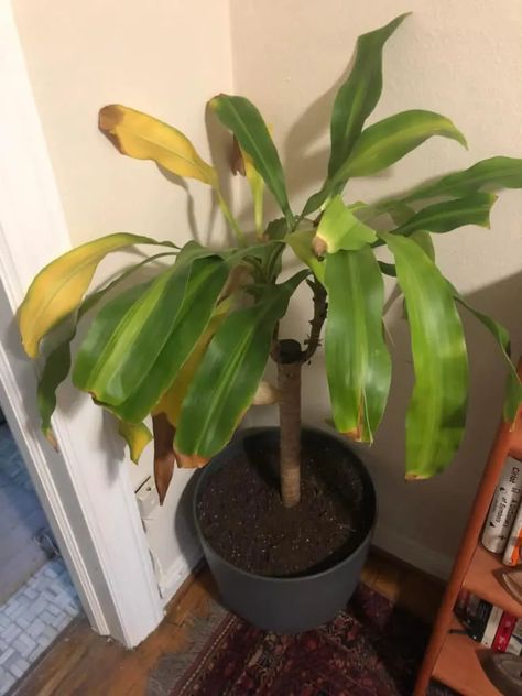 Corn Plants Indoor, Corn Plant Indoor, Corn Plant Indoor Care, Snake Plant Yellow Leaves, Corn Plant Problems, Yellowing Leaves On Plants, Why Are My Plants Turning Yellow, Corn Plant Care, Yellow Leaves On Plants