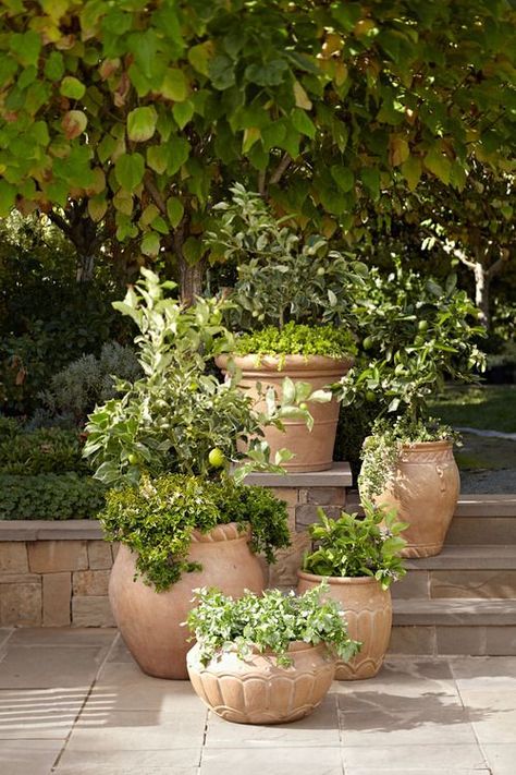 <p style="text-align: center;"><a href="http://enchanted-barnowlkloof.tumblr.com/post/82094082519/potterybarn-garden-essentials" target="_blank">Source</a></p> Spanish Garden, Tuscan Garden, Italian Garden, Have Inspiration, Garden Containers, Mediterranean Garden, Garden Cottage, Garden Essentials, Front Garden