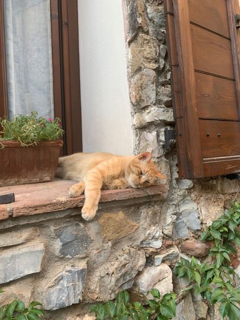 Village In Italy, Summer Cat, Drømme Liv, Baby Elefant, Cutest Cat, Editing Tips, Italy Summer, Italy Aesthetic, Ig Feed