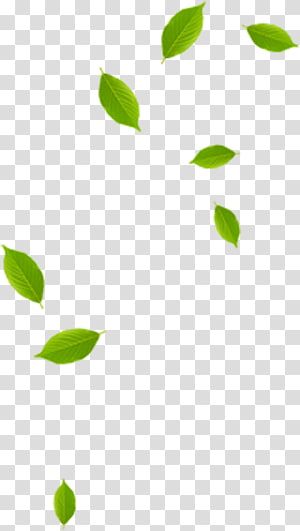 Leaves Png For Editing, Leaves Reference Photo, Leaf Png For Editing, Tree Png Hd, Leave Background, Background Leaf, Fb Profile Photo, Leaf Graphic, Olive Oil Packaging