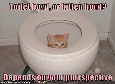 Toilet bowl, or kitten bowl?  Depends on your purrspective Funniest Photos Ever, Funny Cat Memes, Funny Animal Memes, Silly Cats, Funny Animal Pictures, Animal Photo, Animal Memes, Cute Funny Animals, Goldfish