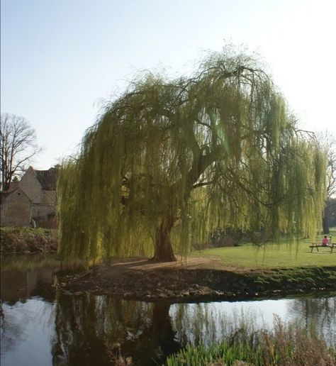 lily evans Weeping Willow Tree, Music Meditation, Sleep Music, Divine Nature, Weeping Willow, Lily Evans, Marauders Era, Mischief Managed, Willow Tree