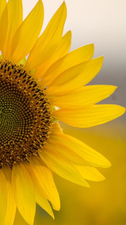 Yellow Petals, Sunflower Photo, Bloom Blossom, Close Up Photography, Yellow Sunflower, Texture Art, Flowers Photography, Yellow Flowers, Free Photos