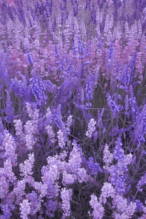 Lavender Nature Aesthetic, French Purple Aesthetic, Lavender Asthetics Photos, Light Purple Aesthetic Pictures, My Vibe Aesthetic Colour, Pretty Purple Aesthetic, Phone Wallpaper Violet, Purple Aesthetic Posters, Purple Aesthetic Board