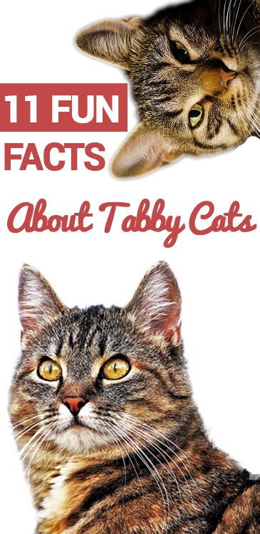 Fun Facts About Cats, Cats Facts, Tabby Cats, Cat Anime, Kinds Of Cats, Ragdoll Kitten, Striped Cat, Orange Tabby Cats, Color Blind