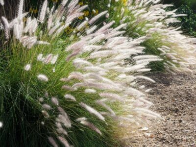 Low Maintenance Landscaping Front Yard, Backyard Trees, Perennial Grasses, Fountain Grass, Small Front Yard, Grasses Landscaping, Low Maintenance Landscaping, Ornamental Grasses, Beautiful Blooms