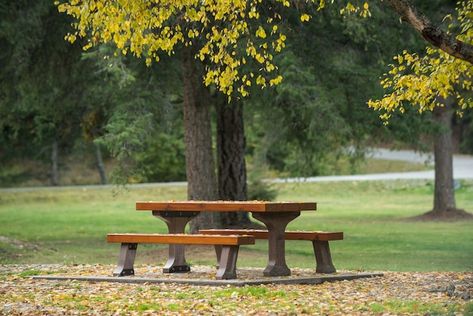 Free photo bench beside under a tree in ... | Free Photo #Freepik #freephoto #autumn-forest #autumn-landscape #nature-forest #forest-trees Nature Autumn, Under A Tree, Forest Park, Tree Forest, Iconic Photos, In The Forest, Park Bench, Vector Photo, Free Photo