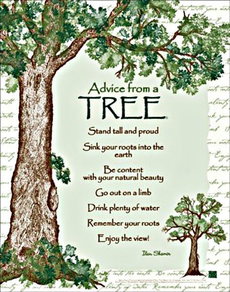 I find so many inspirational quotes on the internet.  As I thought about what to write about today, this one came to mind and I realized that over this year, while writing my blog, I have touched u… Shaman Magic, Advice From A Tree, Tree Of Life Quotes, Flower Symbols, Nature Quotes Trees, Family Tree Quotes, Tree Poem, Family Tree Poster, Tree Quotes