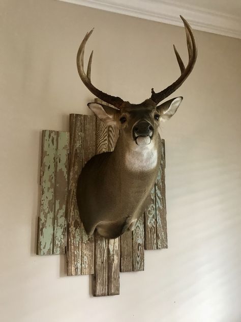 Ladies.. I never would have thought I would be the one to hang deer in my living room but I’m actually loving the way my DIY farmhouse inspired mount came out. We repurposed floor boards torn out of an old house. They had been painted over many times but after a little sanding the colors came out great! My fiancé and I both agree it’s the perfect mix between rustic & feminine, it’s a win-win! Decorating With Deer Mounts Living Rooms, Deer Mount Ideas Decor Living Rooms, Deer Head Wall Decor Ideas, Decorating With Animal Mounts, Farmhouse Decor With Deer Mount, House Decor With Deer Mounts, How To Hang Deer Mounts On Wall, Farmhouse Deer Mount Decor, Deer Head Decor Bedroom