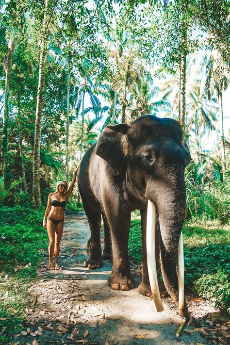 Gili Trawangan, Bali Elephant, Bali Baby, Voyage Bali, Bali Honeymoon, Bali Resort, Bali Vacation, Bali Travel Guide, Foto Tips