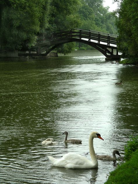 Stratford, Ontario Canada. A beautiful little town, had  a picnic lunch by the river and went to a play. Stratford Festival, Stratford Ontario, Mute Swan, Canada Eh, Beautiful Swan, O Canada, Swan Lake, A Bridge, Swans