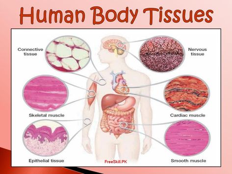 The tissues are a group of cells that have the same structure and perform different functions. Tissue comes from the Old French word verb, which means, ” to weave “. Muscular System Anatomy, Medical Terminology Study, Physical Therapy Assistant, Human Tissue, What Is Human, Basic Anatomy And Physiology, Cells And Tissues, Tissue Types, Human Body Anatomy