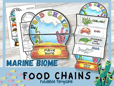 Marine Food Chains Foldable Kids' Craft Snow Globe Food Web Printable Ocean Food Chain A4 and 11x8.5 Inch Science Activity - Etsy Craft Snow Globe, Food Chain Diagram, Ecosystems Diorama, Simple Food Chain, Food Chain Activities, Food Chain Worksheet, Ocean Food Chain, Foldables Templates, Montessori Crafts